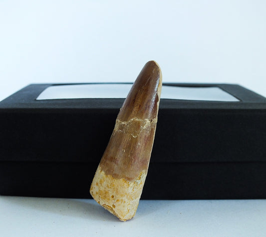 1.9" Spinosaurus Tooth