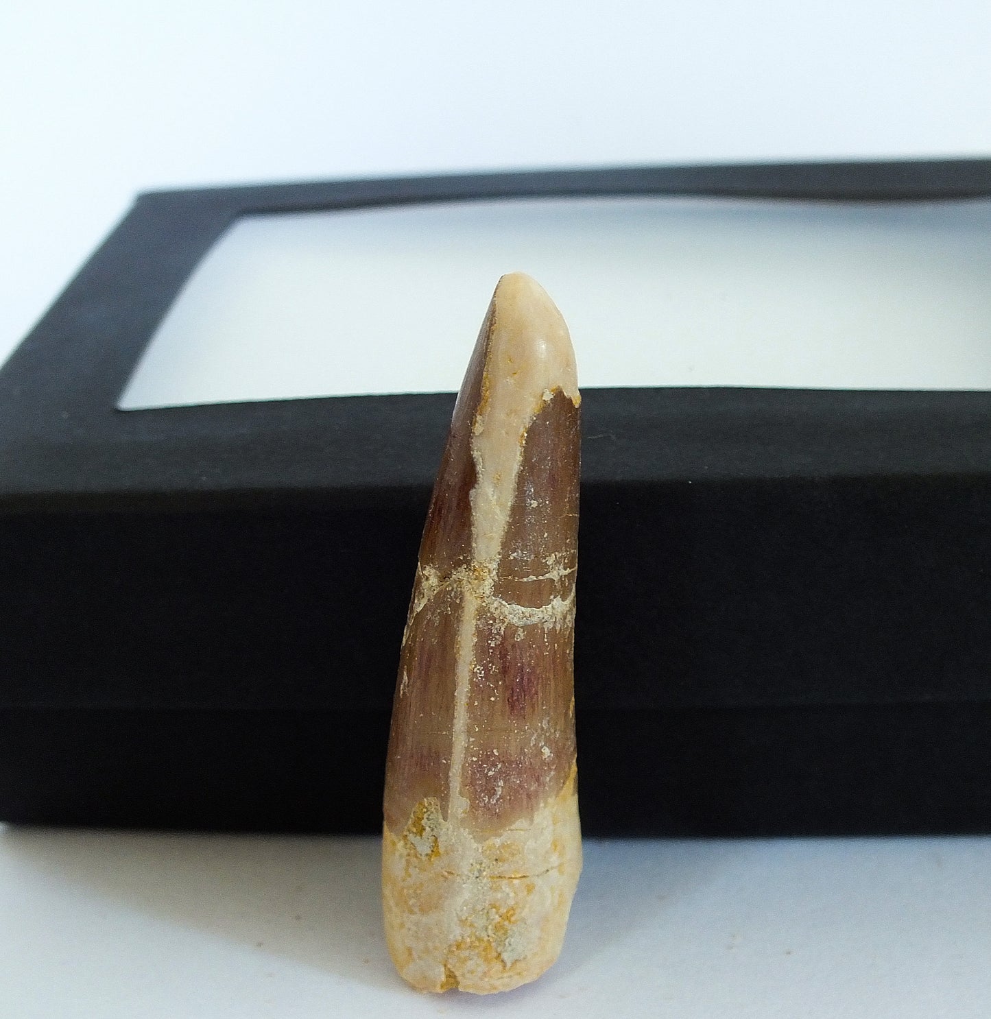 1.9" Spinosaurus Tooth