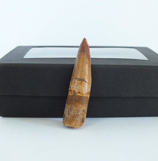 1.8" Spinosaurus Tooth