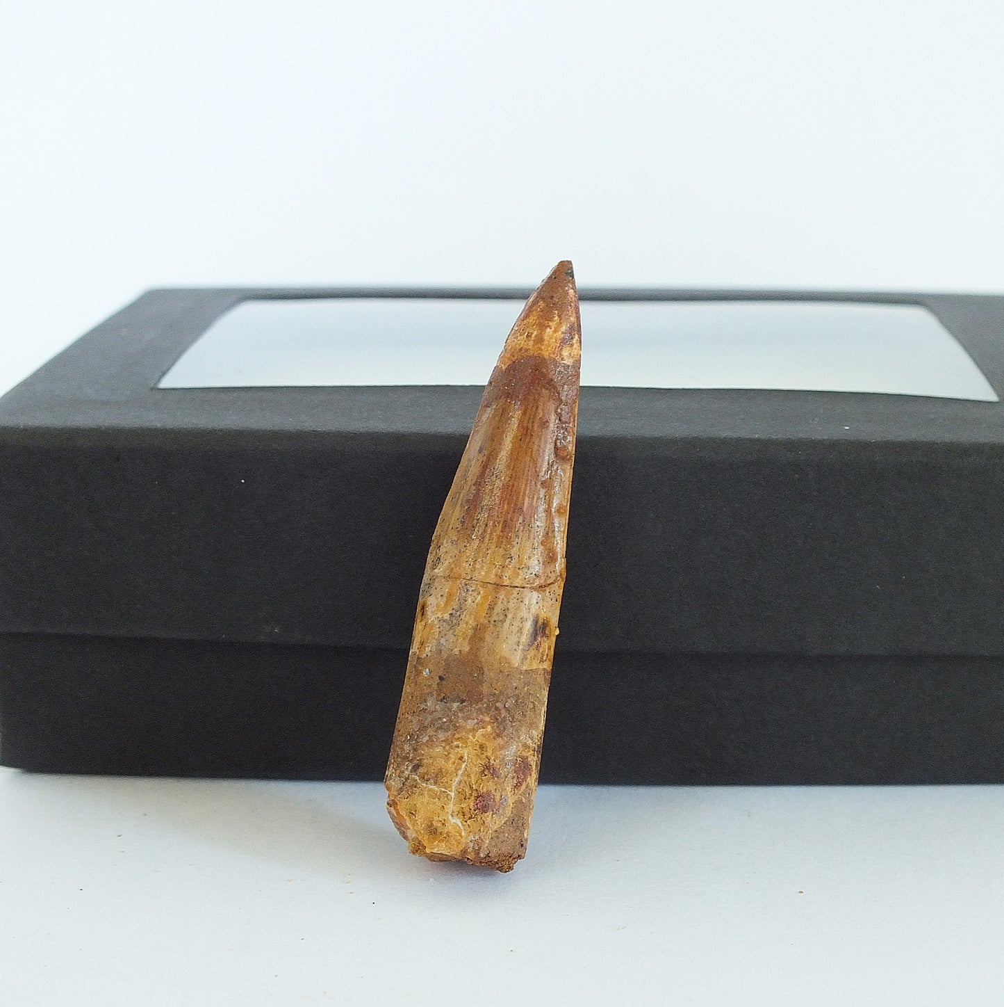 1.8" Spinosaurus Tooth