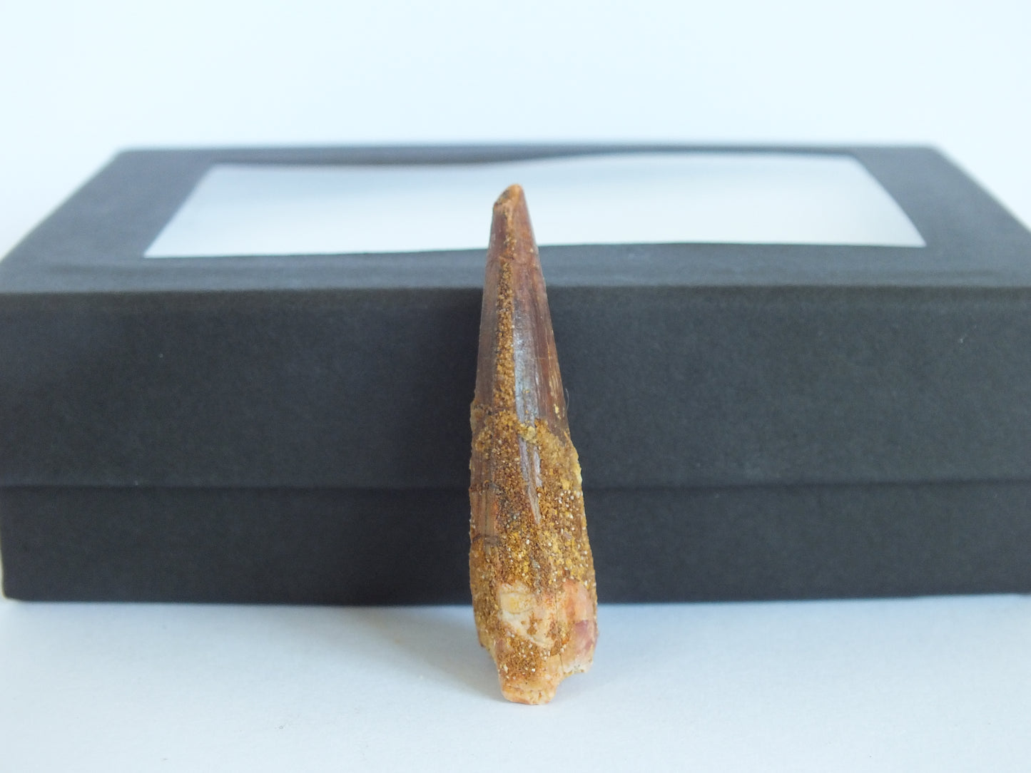 1.6" Spinosaurus Tooth