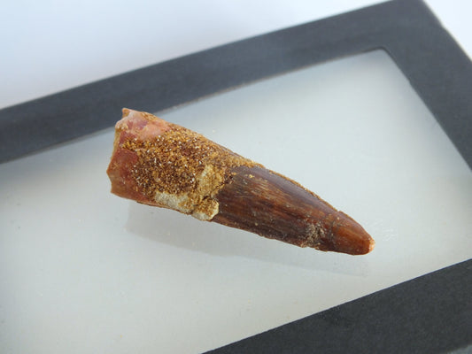 1.6" Spinosaurus Tooth