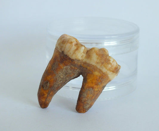 1.46" Cave Bear Molar with Roots