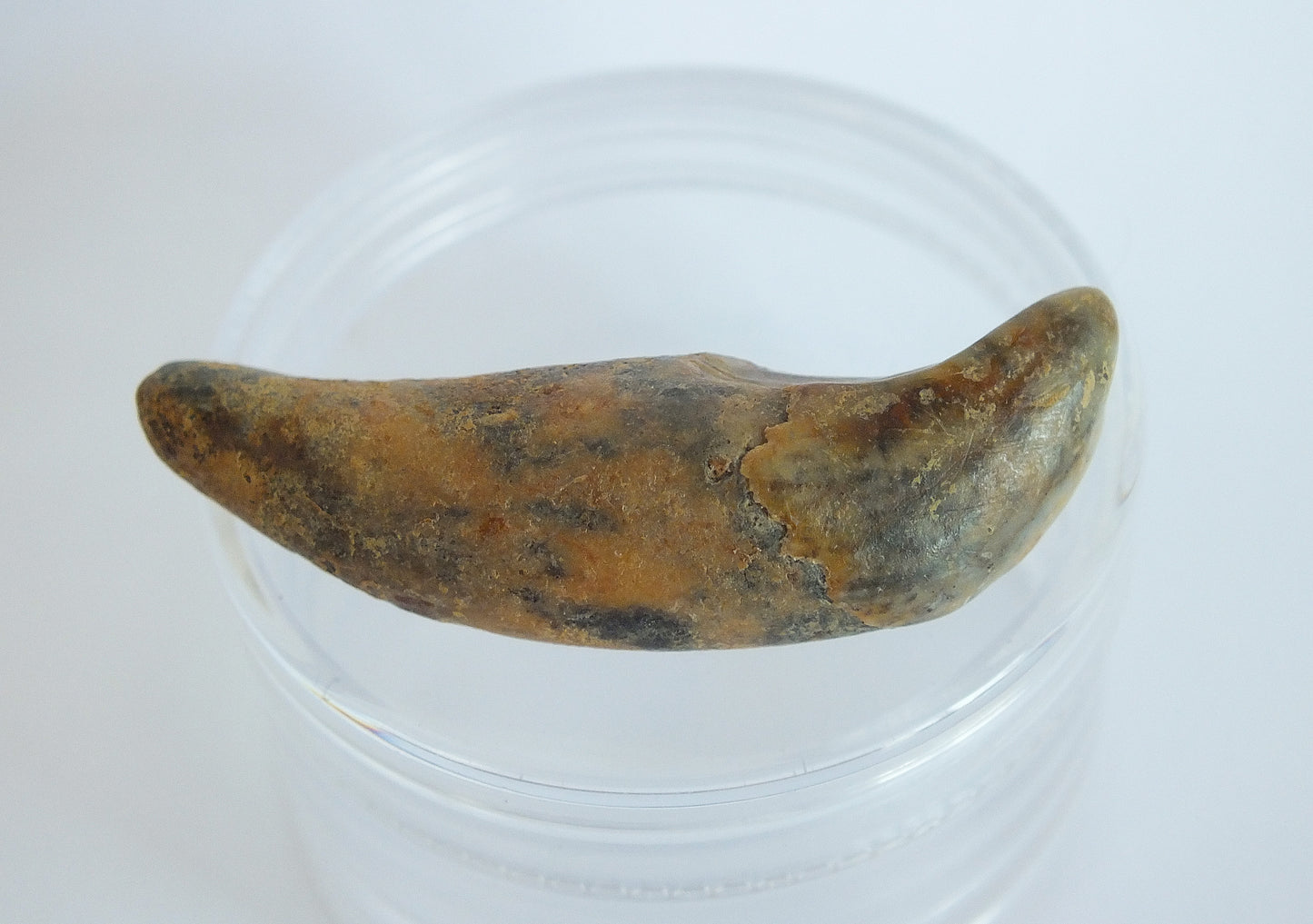 1.9" Cave Bear Incisor