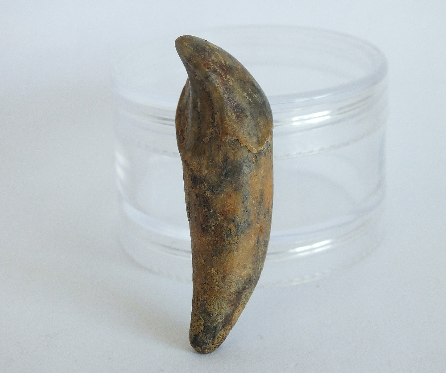 1.9" Cave Bear Incisor