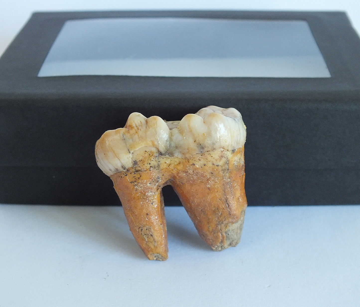 1.25" Cave Bear Molar with Roots