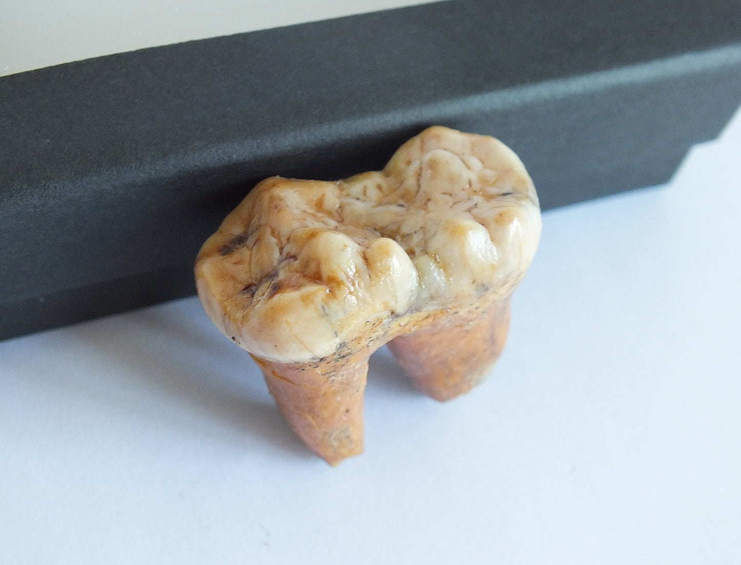 1.25" Cave Bear Molar with Roots