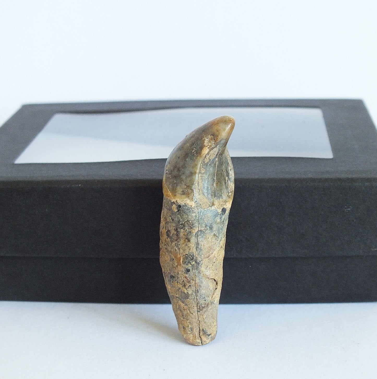 1.75" Cave Bear Incisor