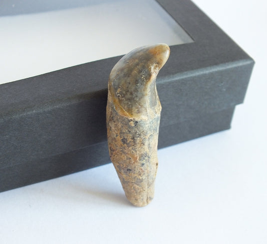 1.75" Cave Bear Incisor