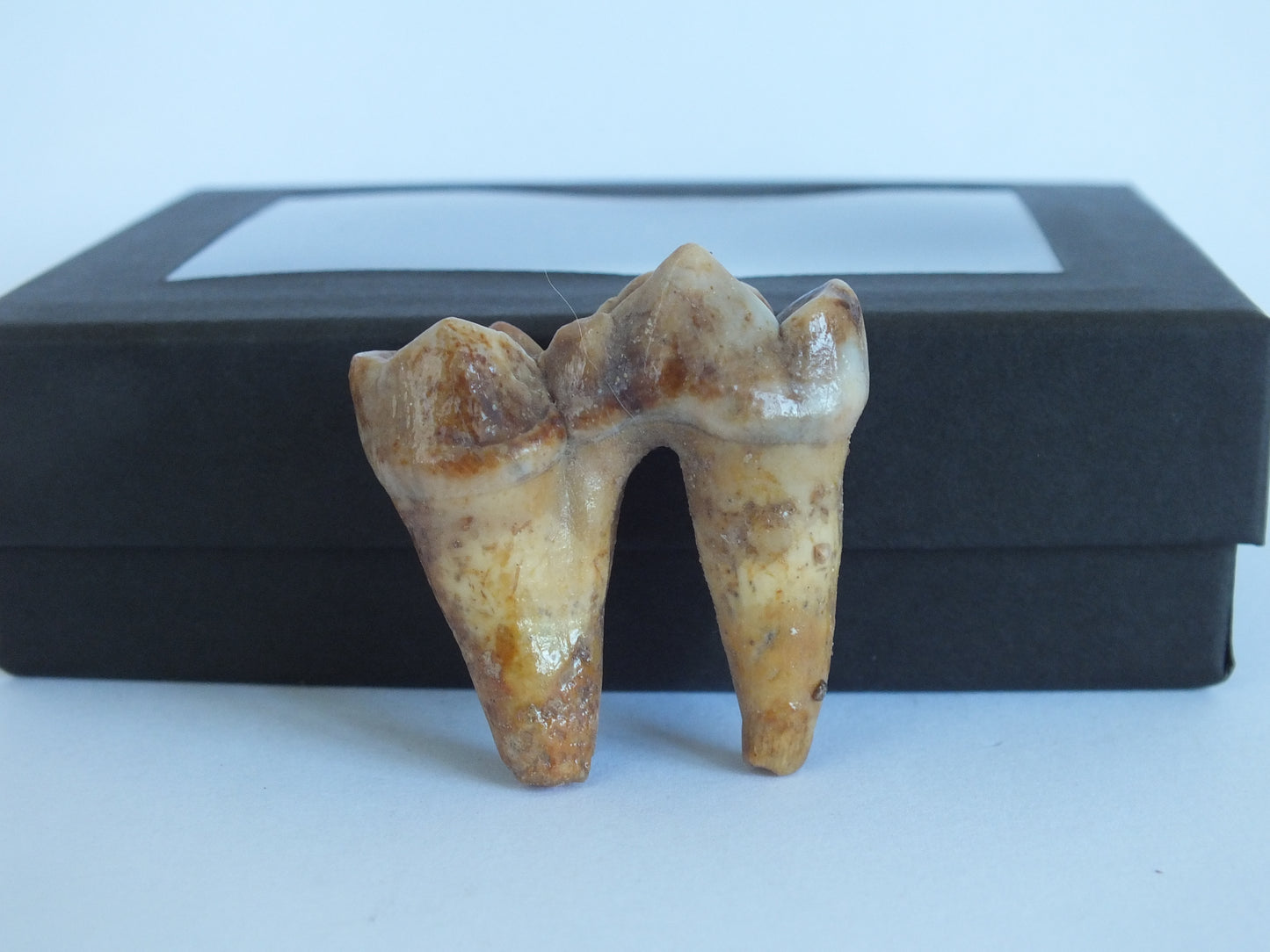 1.5" Cave Bear Molar