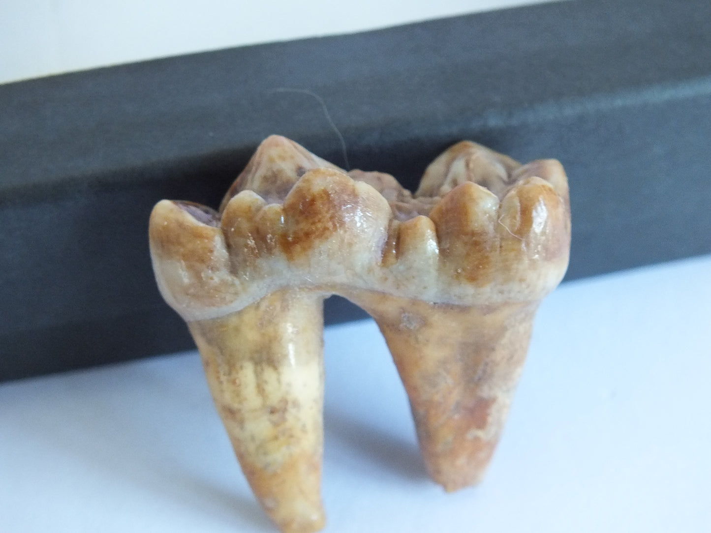 1.5" Cave Bear Molar