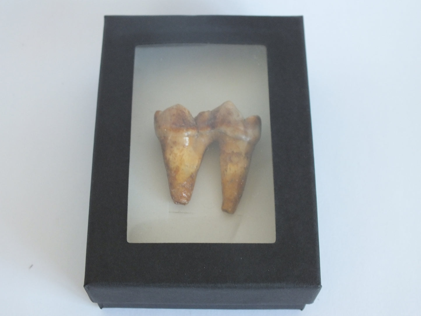 1.5" Cave Bear Molar