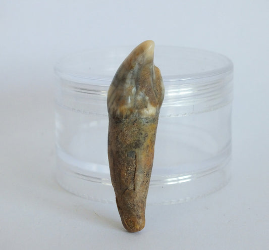 1.9" Cave Bear Incisor