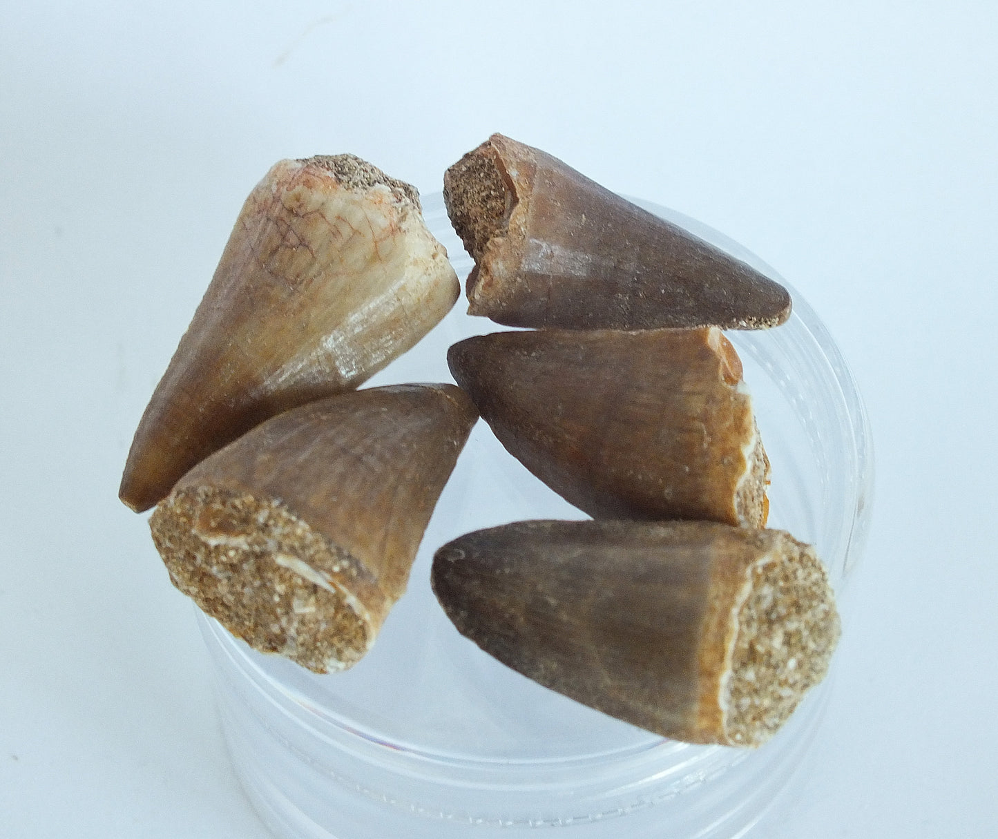 Mosasaur Tooth Bundle