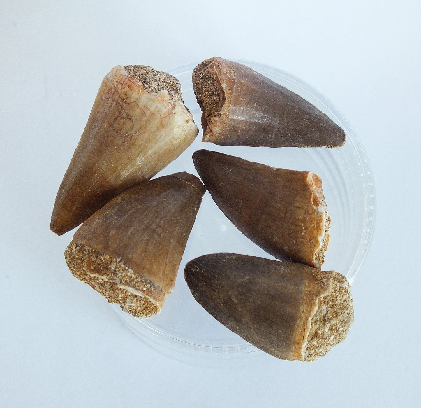 Mosasaur Tooth Bundle