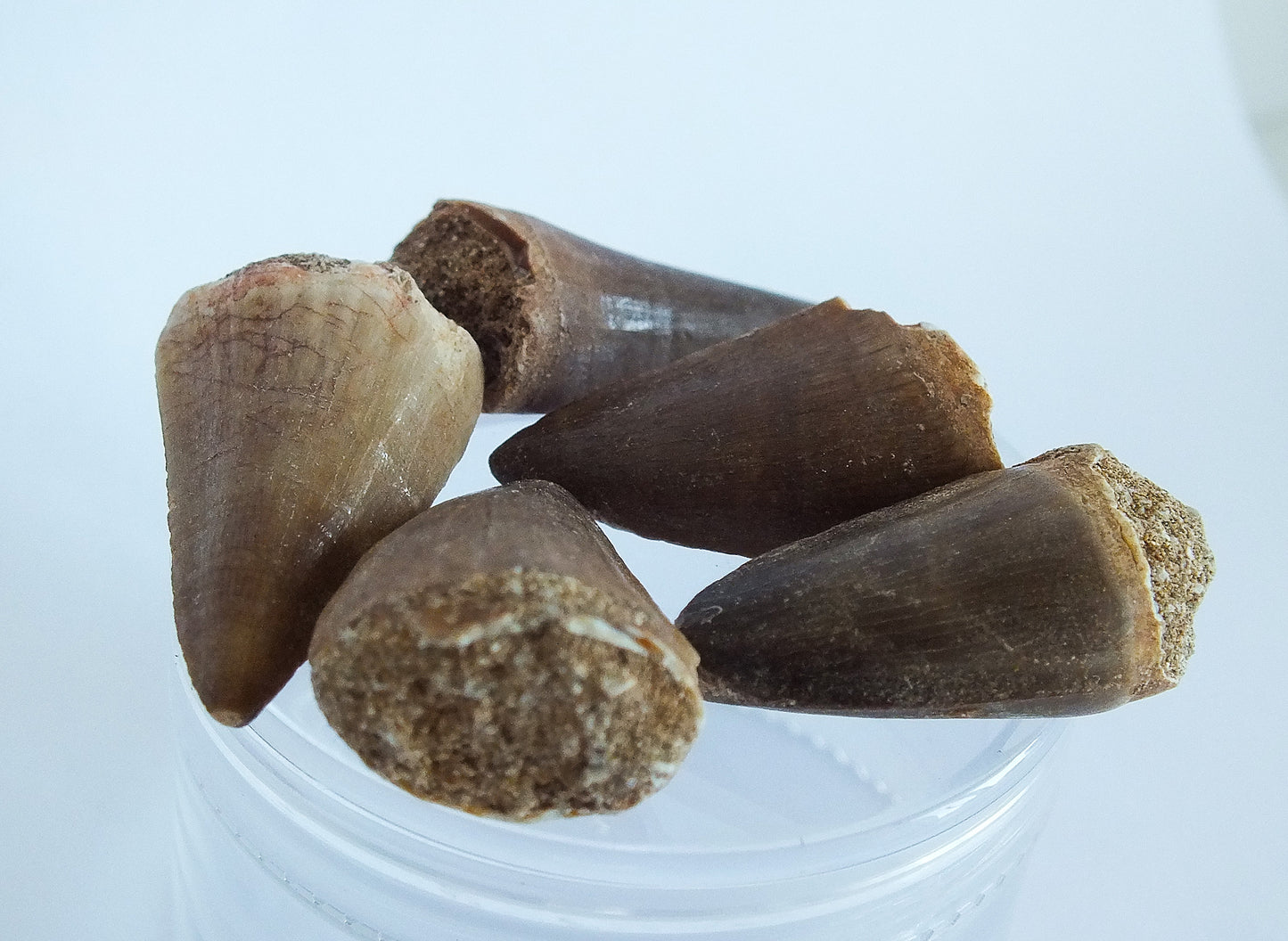 Mosasaur Tooth Bundle