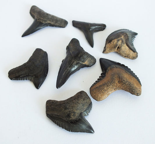 Fossil Shark Tooth Bundle