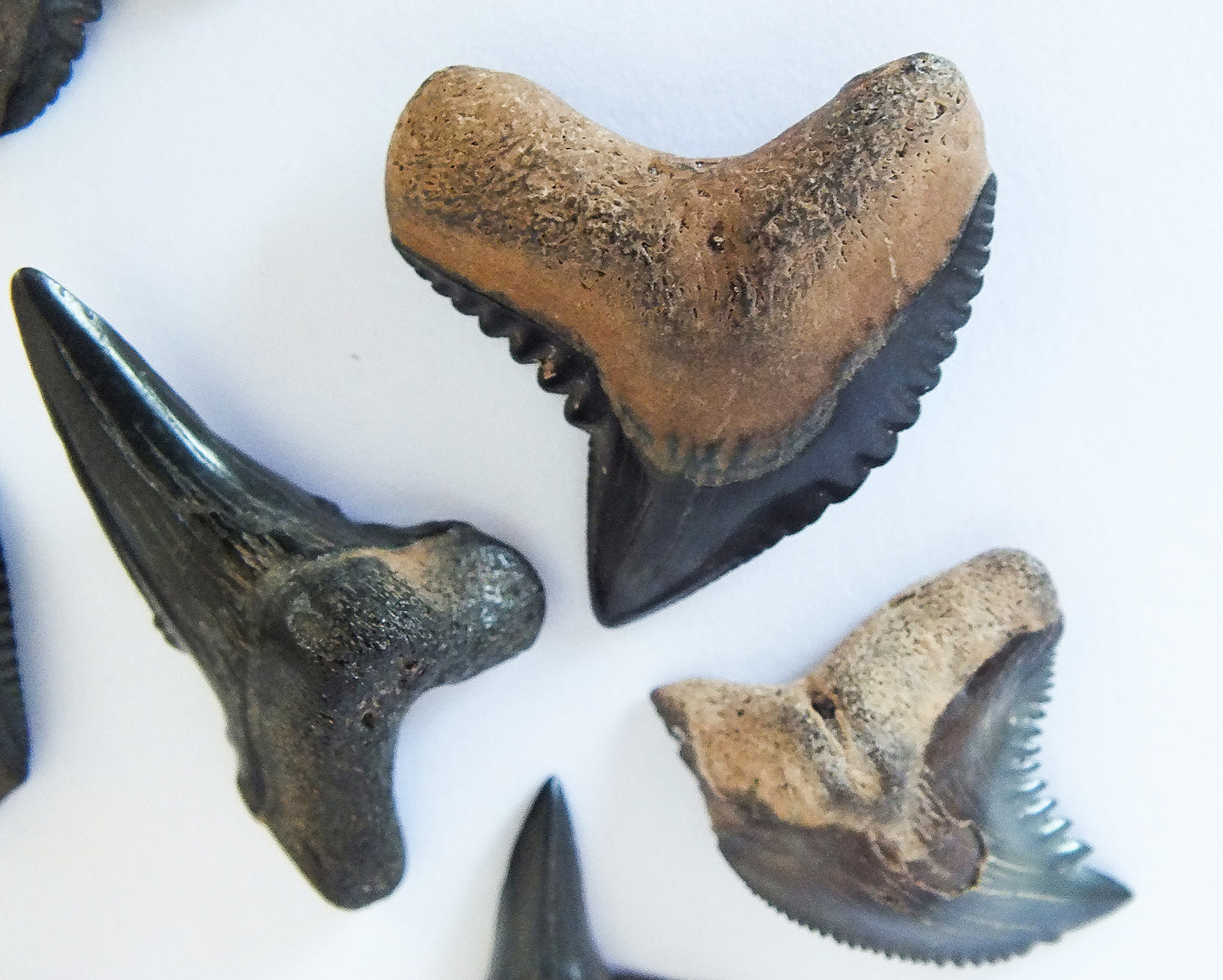 Fossil Shark Tooth Bundle