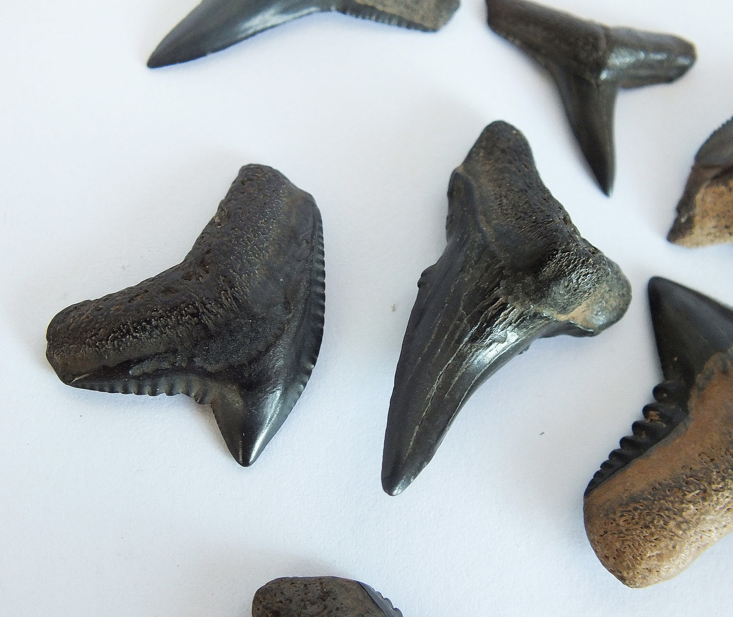 Fossil Shark Tooth Bundle