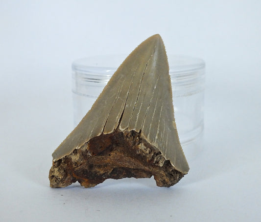 2.25" Megalodon Tooth