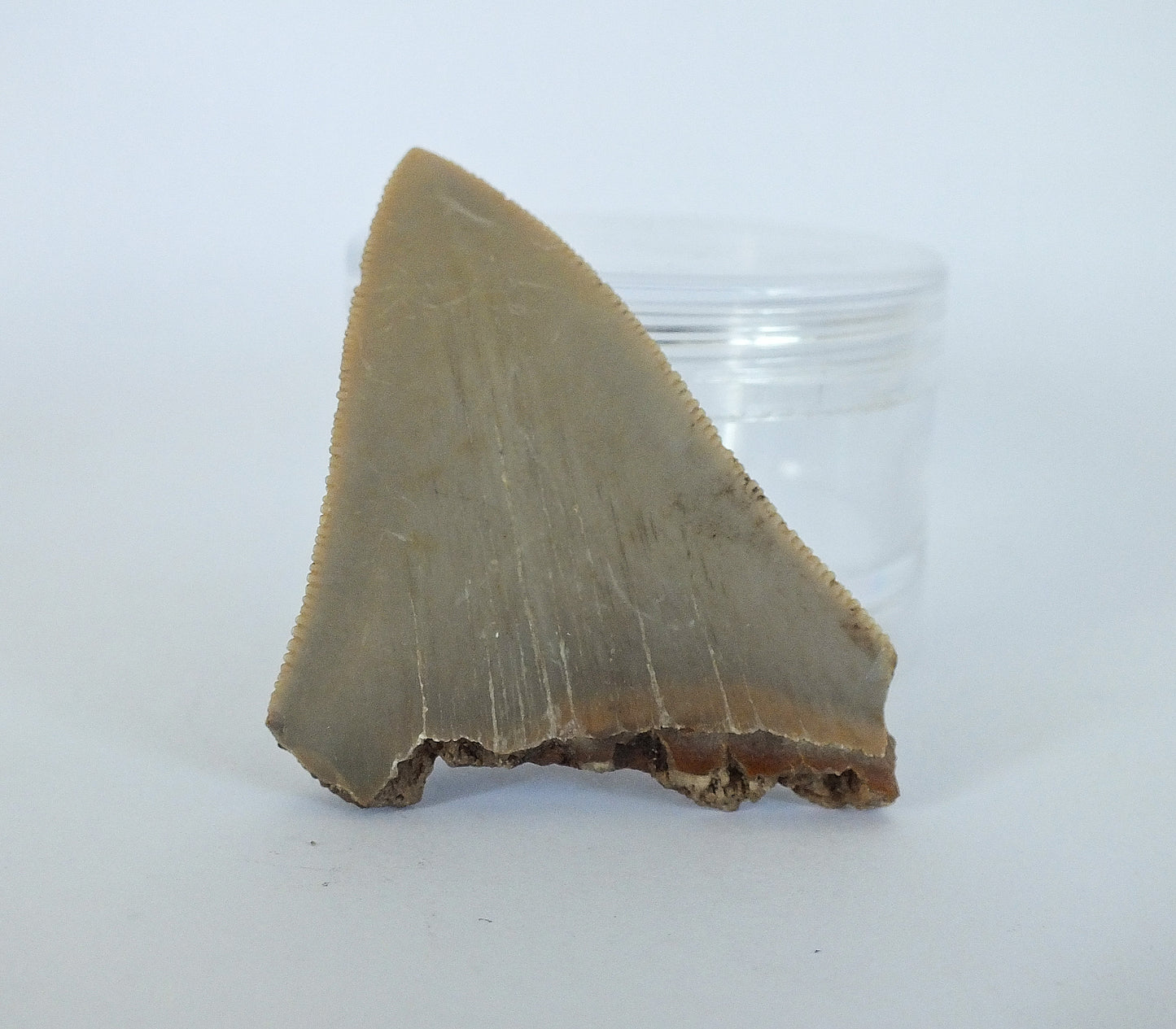 2.25" Megalodon Tooth