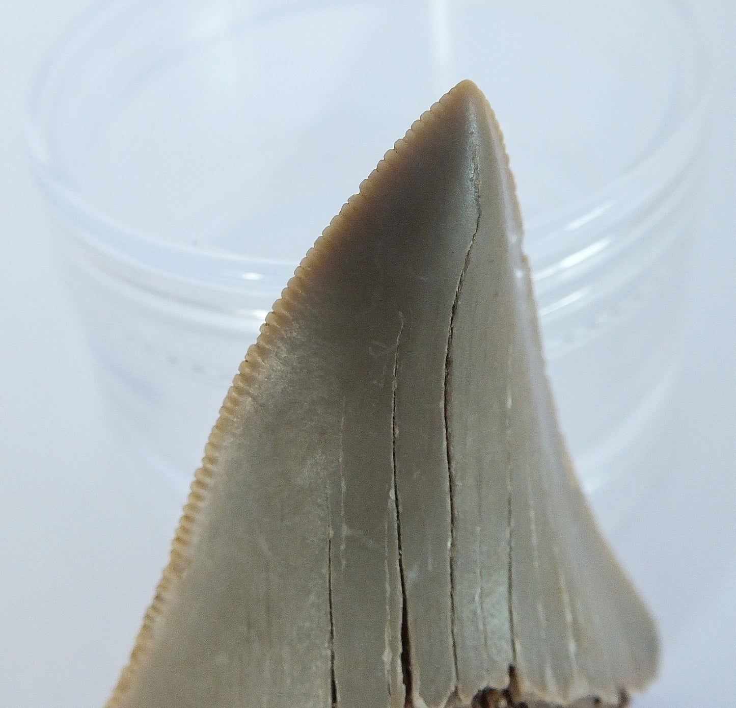 2.25" Megalodon Tooth