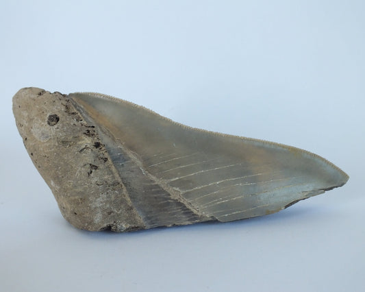 4.8" Partial Megalodon Tooth