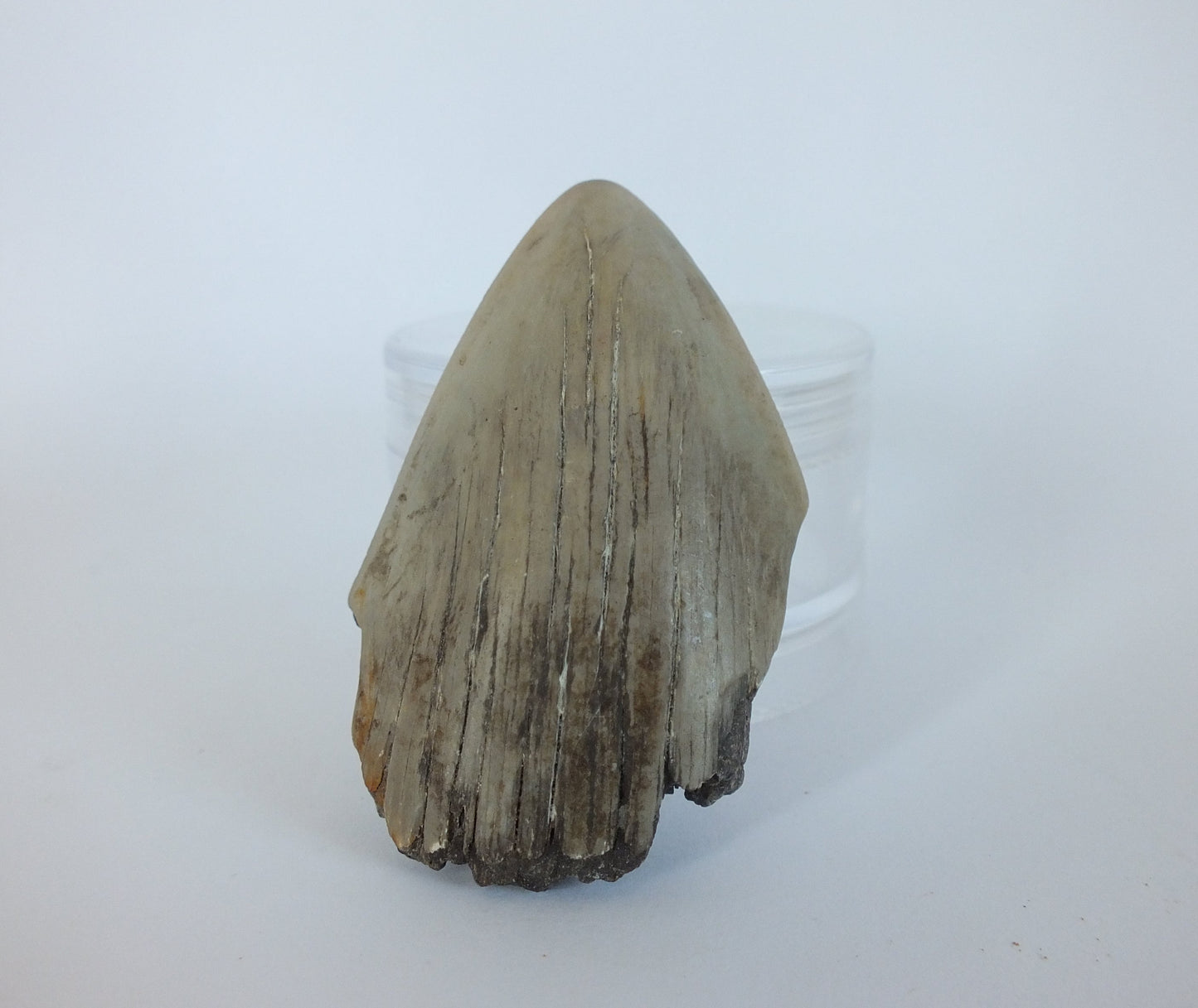 2.1" Megalodon Tooth