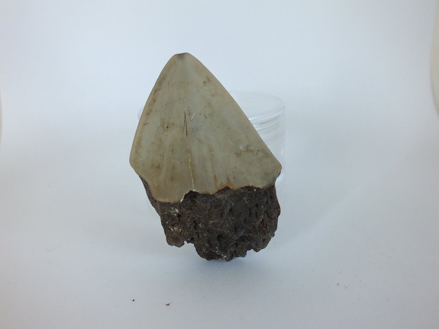 2.1" Megalodon Tooth