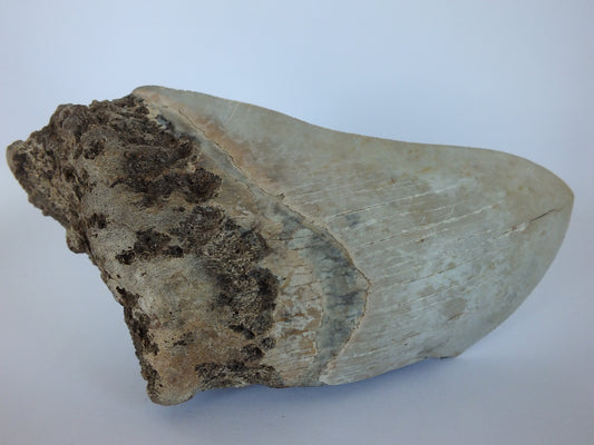 4.7" Partial Megalodon Tooth