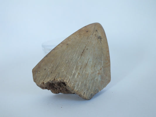 2.4" Megalodon Tooth