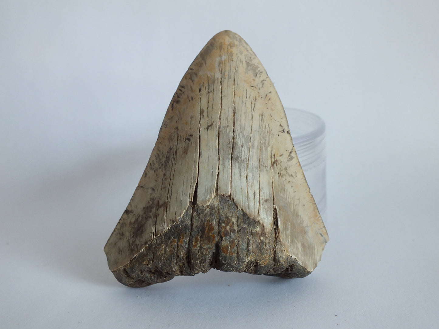 2.5" Megalodon Tooth