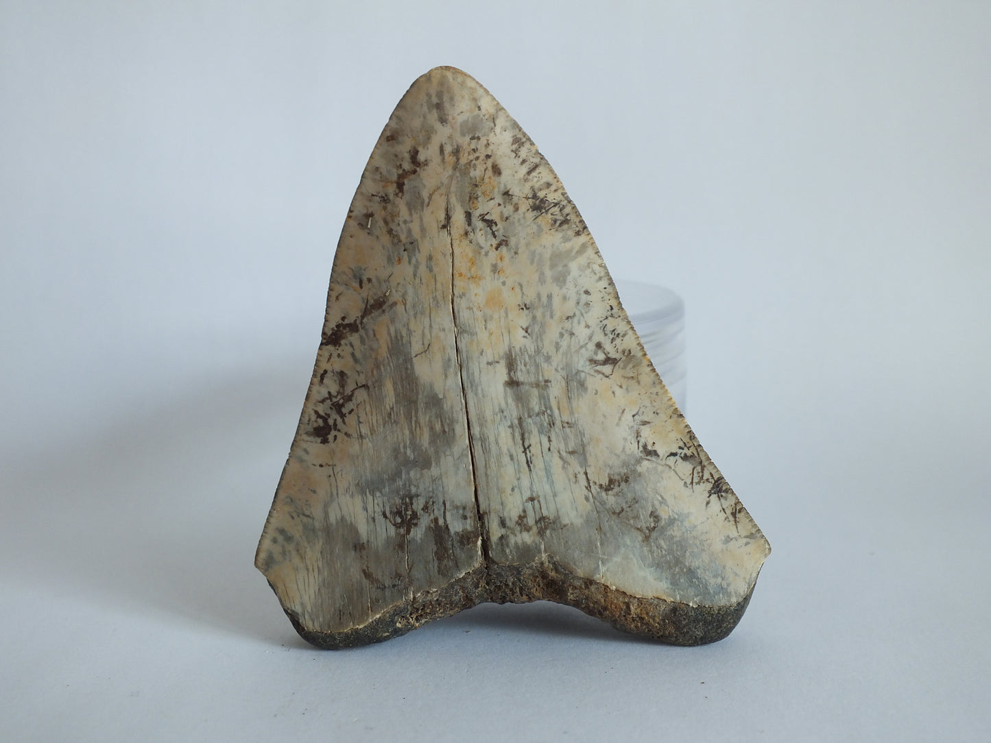 2.5" Megalodon Tooth