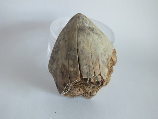 2.1" Megalodon Tooth