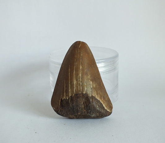 1.85" Megalodon Tooth