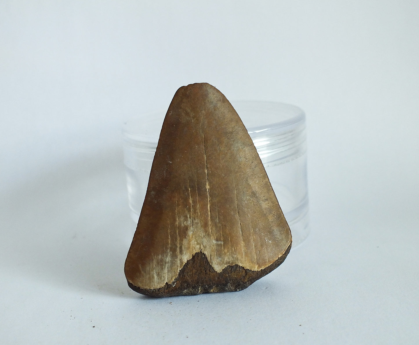 1.85" Megalodon Tooth