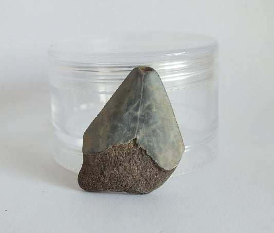 1.25" Megalodon Tooth