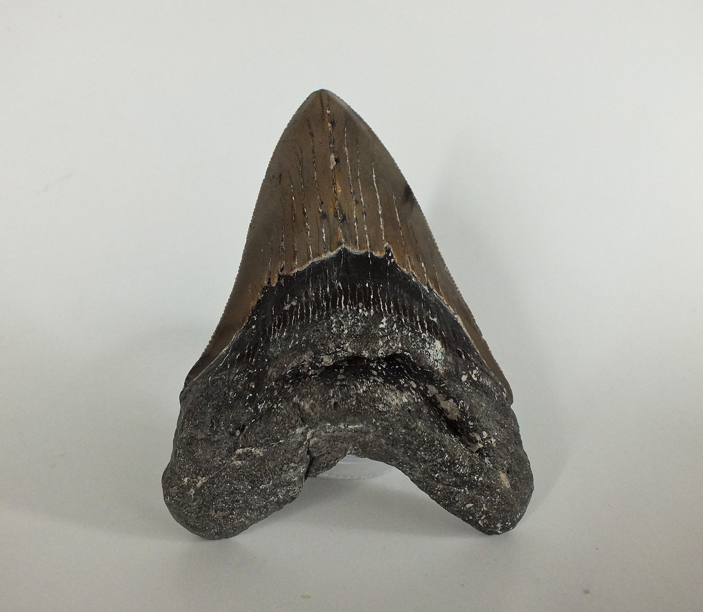 4.68" Megalodon Tooth