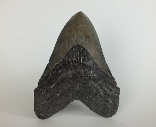 5.11" Megalodon Tooth