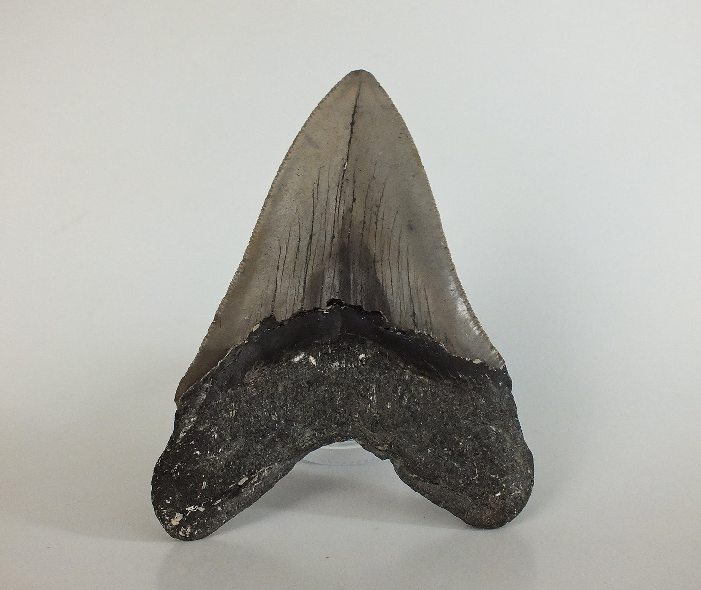 4.68" Megalodon Tooth