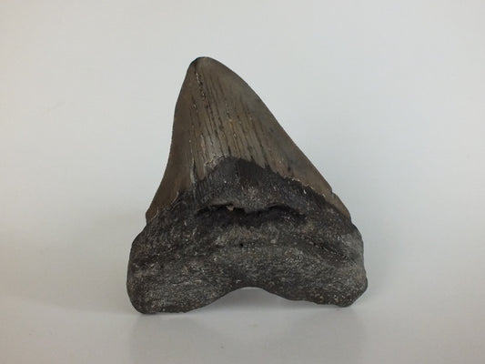 4.25" Megalodon Tooth