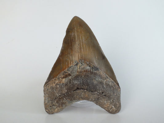 4.85" Megalodon Tooth