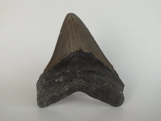 4.64" Megalodon Tooth