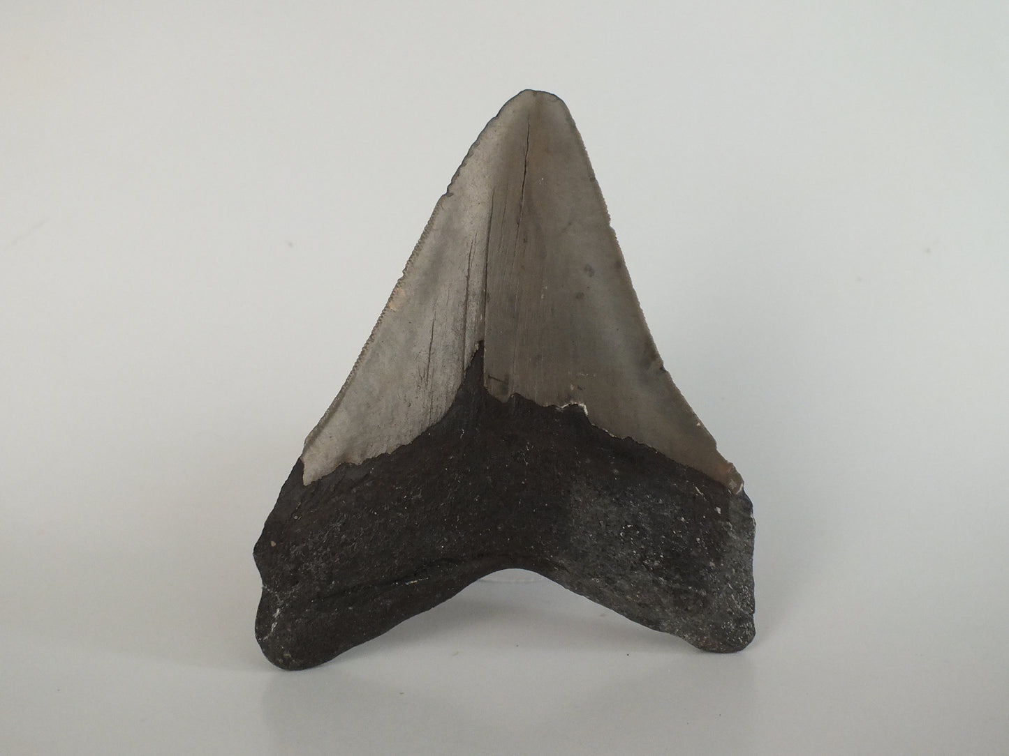 4.64" Megalodon Tooth