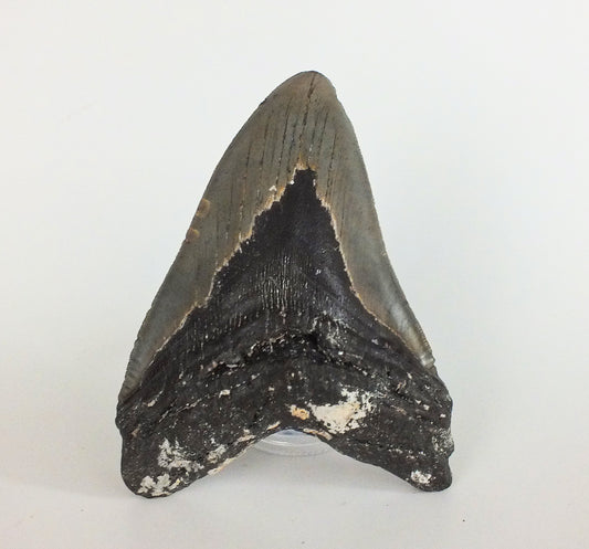 5.12" Megalodon Tooth