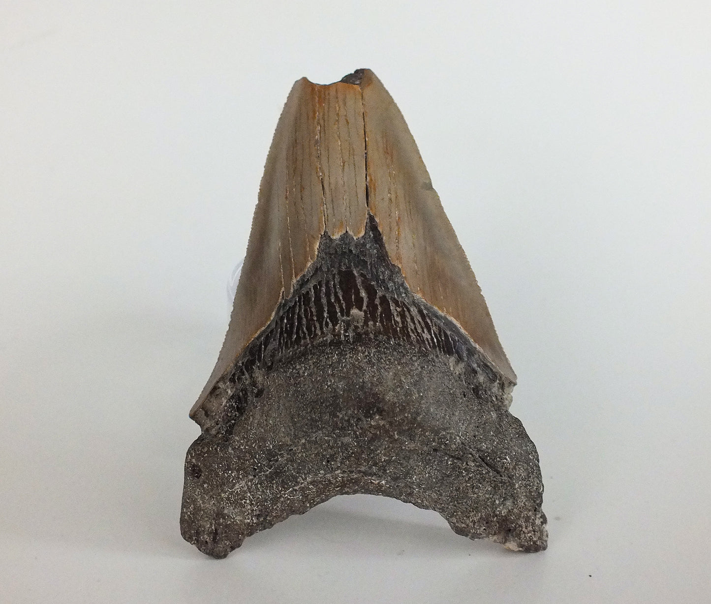 3.81" Megalodon Tooth