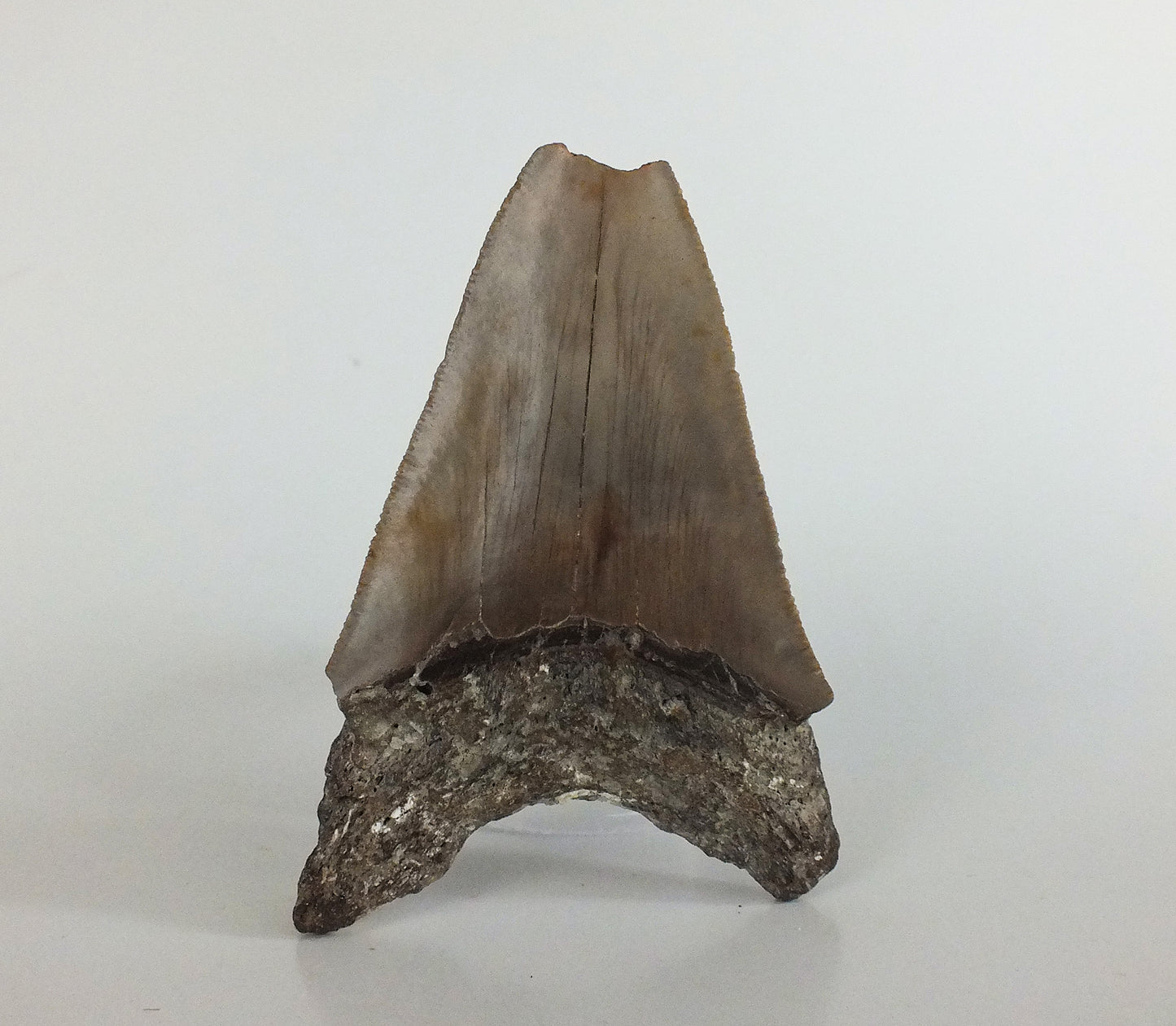 3.81" Megalodon Tooth