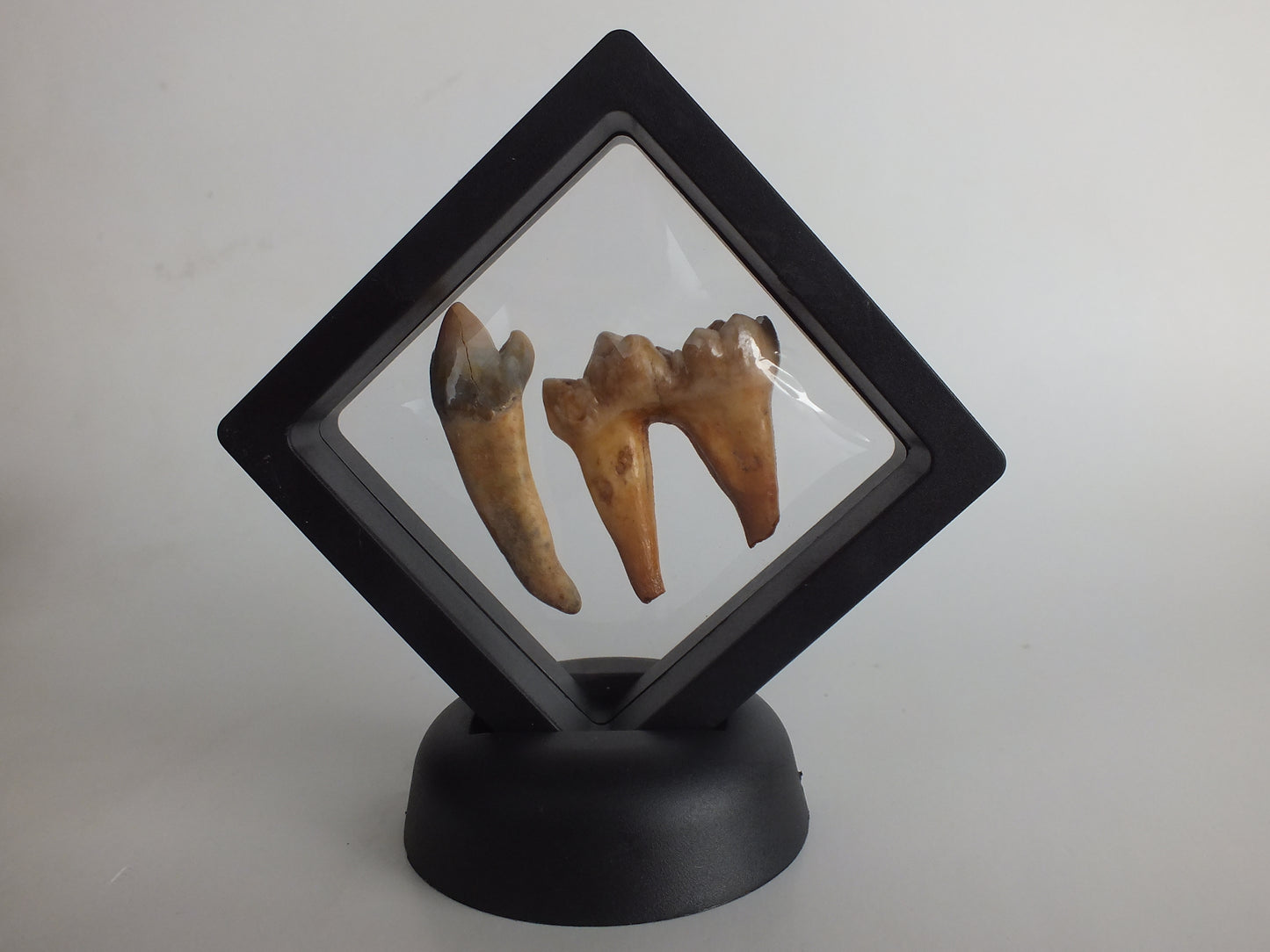 Cave Bear Teeth Bundle