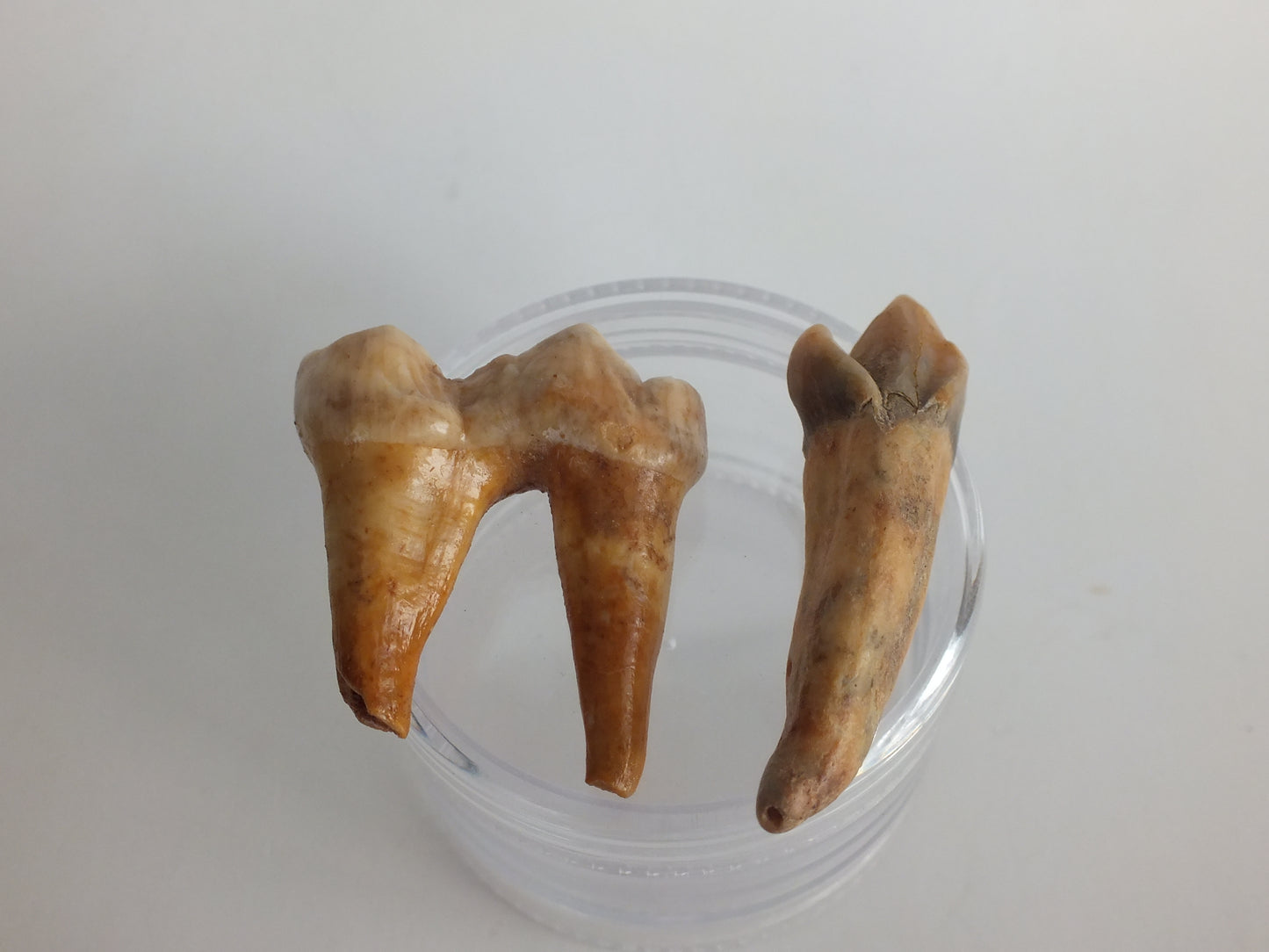 Cave Bear Teeth Bundle