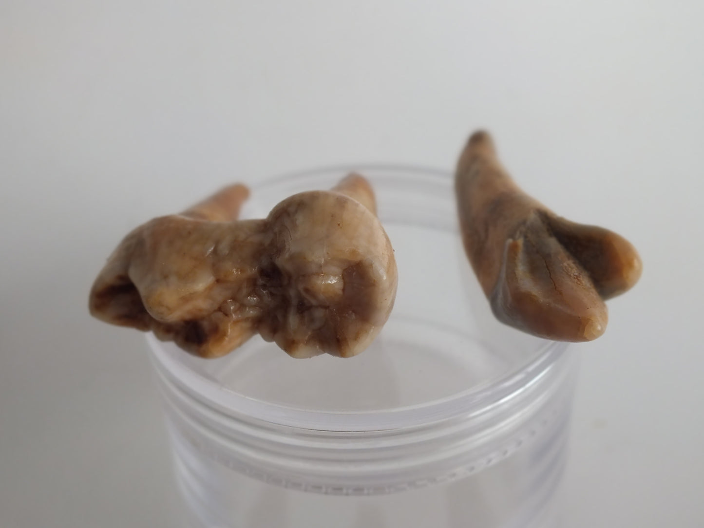 Cave Bear Teeth Bundle